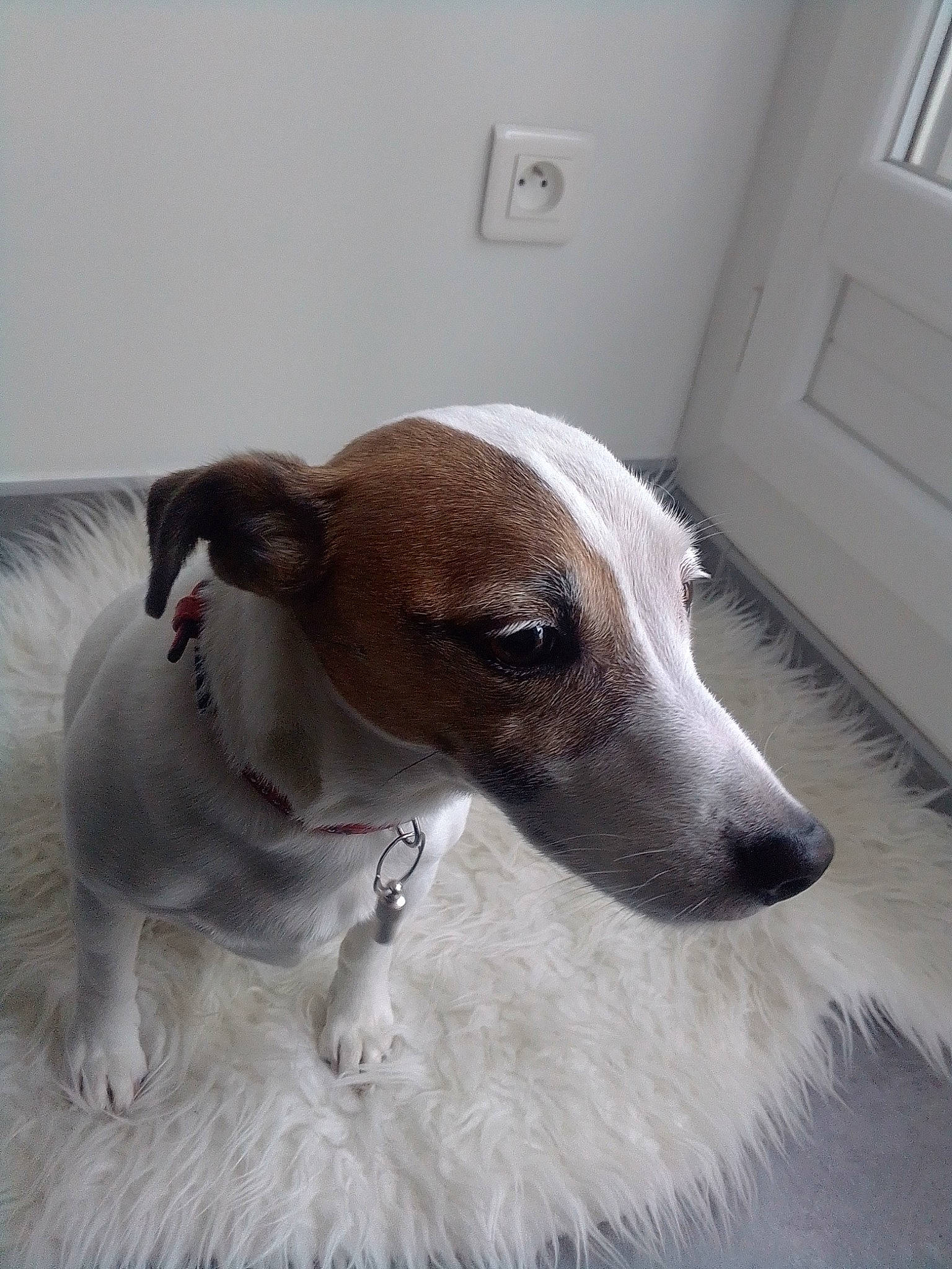 Close participe au concours pour gagner de l'argent avec cette photo : canidae, carnivore, companion_dog, dog, dog_breed, fawn, feist, galgo_espanol, greyhound, hortaya_borzaya, italian_greyhound, lurcher, magyar_agar, mammal, potcake_dog, rare_breed_dog, snout, vertebrate, whippet, whiskers