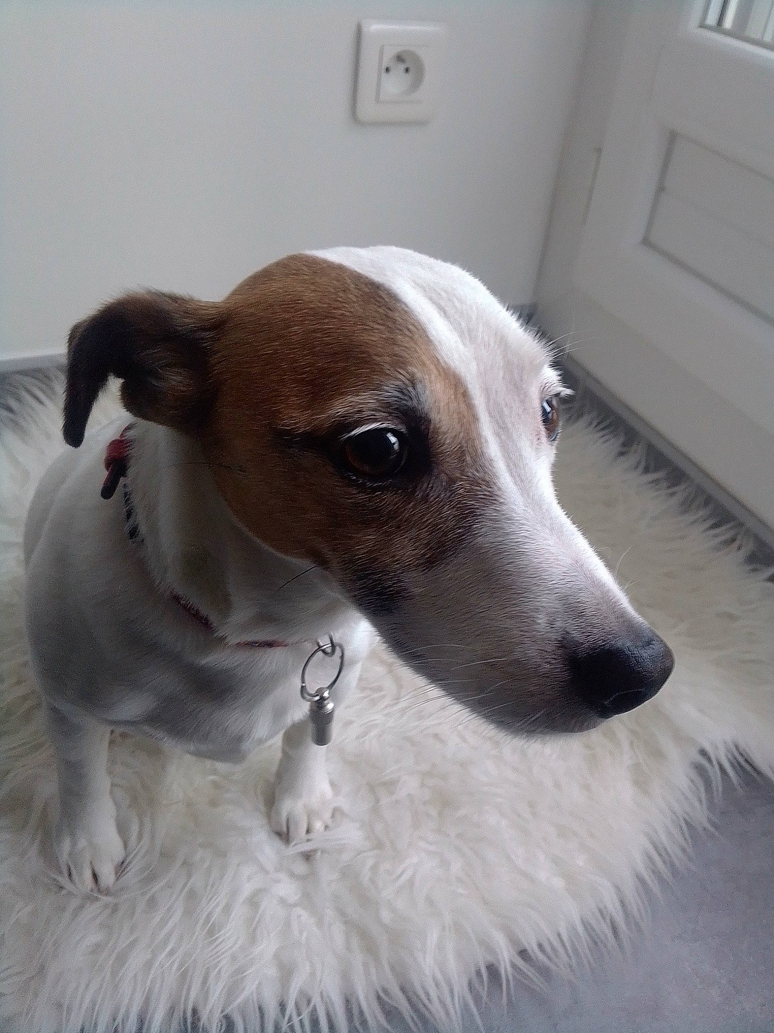 Close participe au concours pour gagner de l'argent avec cette photo : canidae, carnivore, companion_dog, dog, dog_breed, fawn, feist, galgo_espanol, greyhound, hortaya_borzaya, italian_greyhound, lurcher, magyar_agar, mammal, rare_breed_dog, russell_terrier, snout, vertebrate, whippet, whiskers