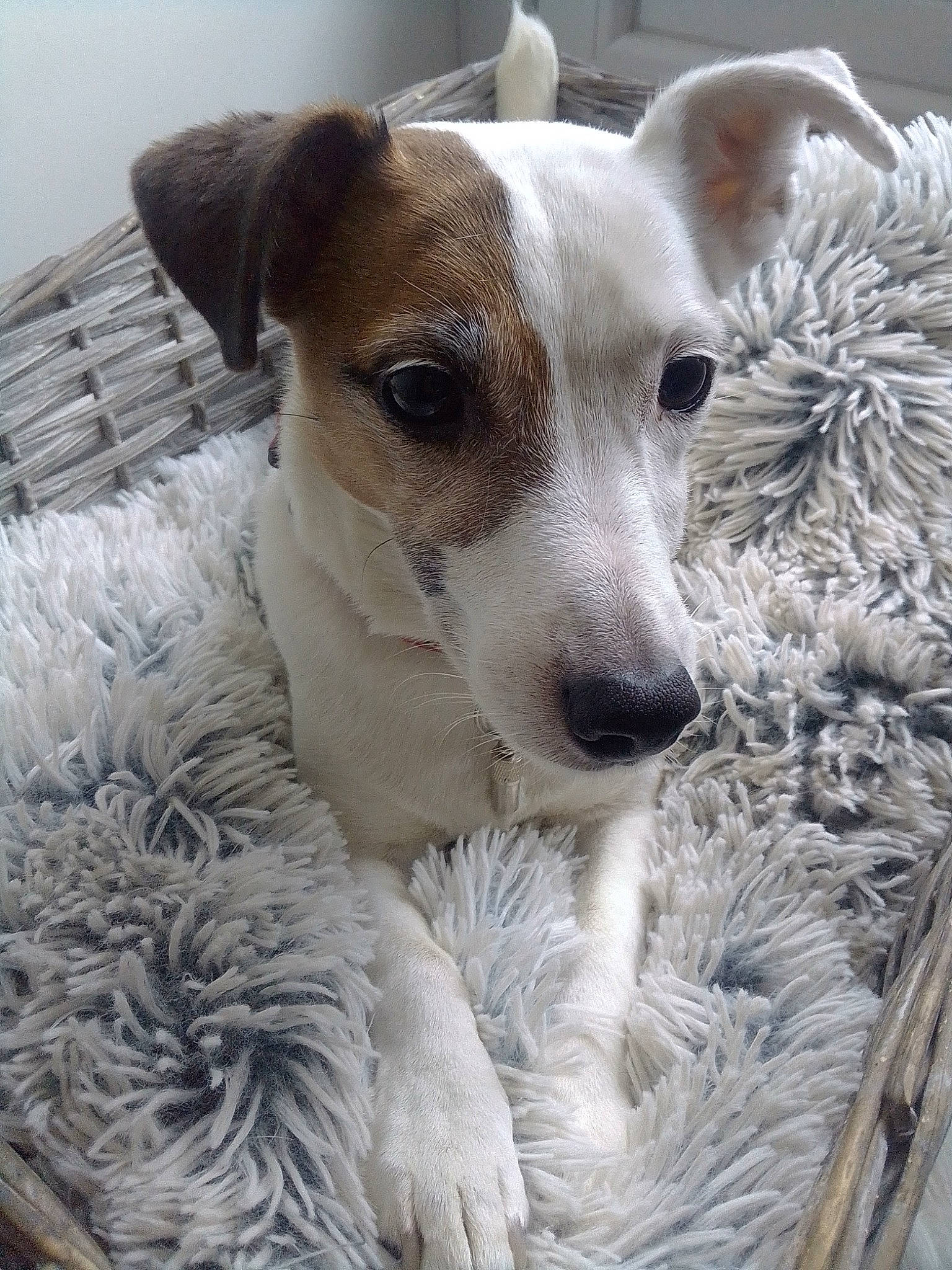 Close a rejoint le concours — aidez-le/la à gagner de superbes lots ! canidae, carnivore, companion_dog, dog, dog_breed, fawn, feist, fox_terrier, jack_russell_terrier, mammal, parson_russell_terrier, rare_breed_dog, russell_terrier, snout, vertebrate, whiskers