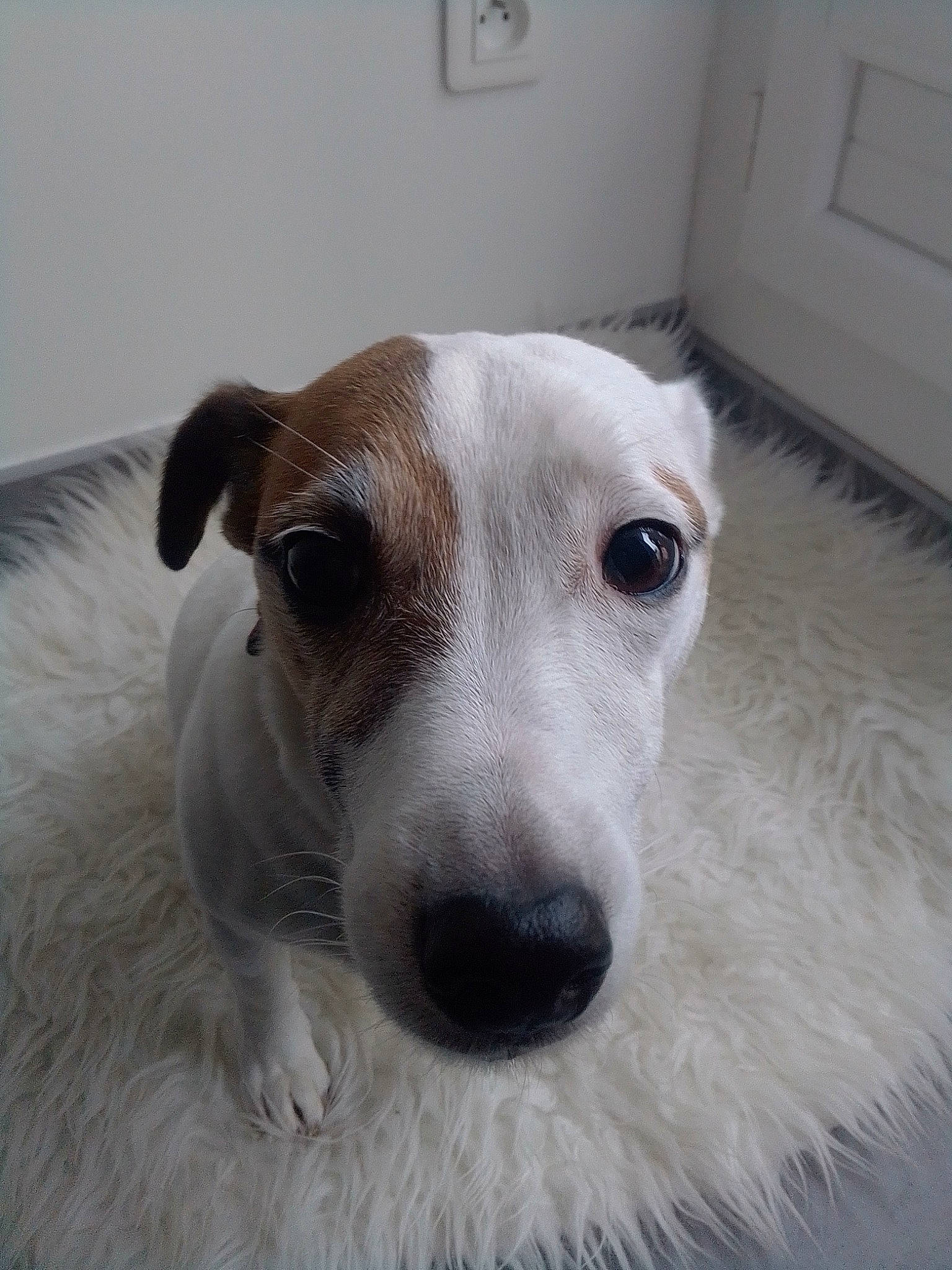 Close participe au concours pour gagner de l'argent avec cette photo : canidae, carnivore, companion_dog, dog, dog_breed, greyhound, jack_russell_terrier, lurcher, magyar_agar, mammal, nose, parson_russell_terrier, rare_breed_dog, russell_terrier, snout, vertebrate, whippet, whiskers