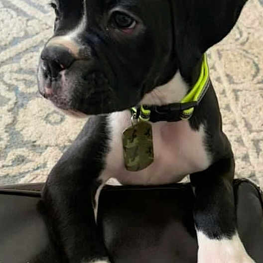 Gunner