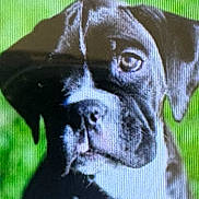 Gunner joined the competition — help win amazing prizes! animal, black_and_white, blur, canine, close_up, digital, display, distorted, dog, expression, face, green_background, indoor, pet, pixelated, portrait, scan_lines, screen, technology, texture