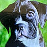 animal, black_and_white, blur, canine, close_up, digital, display, distorted, dog, expression, face, green_background, indoor, pet, pixelated, portrait, scan_lines, screen, technology, texture