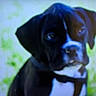 Gunner is registered to the contest to win money with this photo: animal_portrait, black_and_white, blur, canine, close_up, companion, cute, dog, domestic_animal, ears, fur, green_background, mammal, nature, outdoor, pet, puppy, snout, young, young_animal