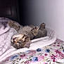 Cicada is registered to the contest to win money with this photo: adorable, bed, bedding, blanket, blue_eyes, cat, cozy, flash_light, floral_pattern, fur, indoor, kitten, paws, pet, playful, portrait, relaxed, soft_texture, tabby, whiskers