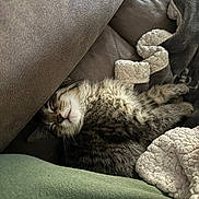 Cicada joined the competition — help win amazing prizes! blanket, cat, closeup, couch, cozy, cushion, fur, home, indoor, kitten, nap, paws, pet, relaxed, sleeping, snug, sofa, tabby, texture, whiskers