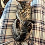 Cicada joined the competition — help win amazing prizes! adorable, cat, chair, close_up, furry, green_eyes, indoor, kitten, lap, paws, paws_up, pet, plaid_pajamas, portrait, relaxed, shadow, sunlight, tail, whiskers, wooden_floor
