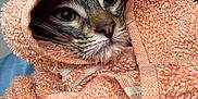 Cicada is registered to the contest to win money with this photo: cat, chin, close_up, cozy, eyes, face, grooming, hood, human_hand, indoor, manicure, nail_art, orange_towel, pet, portrait, texture, thumb, towel, wet_fur, whiskers