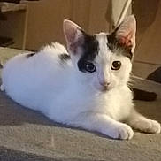 Arthur participe au concours pour gagner de l'argent avec cette photo : cat, kitten, white, black_patches, lying_down, indoor, pet, animal, curious, feline, young, ears, whiskers, soft_surface, cozy, domestic, cute, small, fur, relaxed