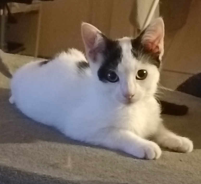 Arthur participe au concours pour gagner de l'argent avec cette photo : cat, kitten, white, black_patches, lying_down, indoor, pet, animal, curious, feline, young, ears, whiskers, soft_surface, cozy, domestic, cute, small, fur, relaxed