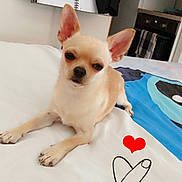 Hermès participe au concours pour gagner de l'argent avec cette photo : dog, chihuahua, small_dog, pet, animal, sitting, bed, bedroom, indoors, large_ears, short_hair, cream_fur, brown_eyes, black_nose, portrait, cute, blanket, heart, kitchen, sheet_music