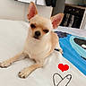 dog, chihuahua, small_dog, pet, animal, sitting, bed, bedroom, indoors, large_ears, short_hair, cream_fur, brown_eyes, black_nose, portrait, cute, blanket, heart, kitchen, sheet_music