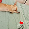 Hermès participe au concours pour gagner de l'argent avec cette photo : dog, puppy, sleeping, tan_dog, small_dog, pet, bed, bedspread, bedroom, indoors, resting, lying_down, paws, closed_eyes, relaxed, cute, heart, hand_drawing, music_stand, portrait