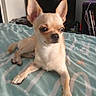 Hermès participe au concours pour gagner de l'argent avec cette photo : dog, chihuahua, pet, small_dog, animal, portrait, sitting, bed, bedroom, blanket, patterned_bedding, indoors, television, furniture, large_ears, short_hair, tan_fur, black_nose, looking_at_camera, home