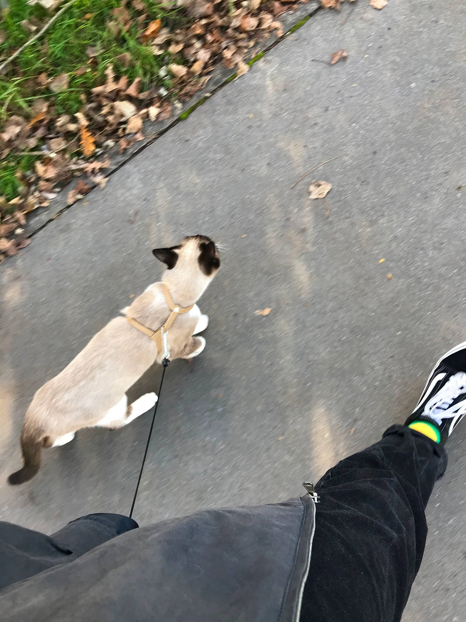 Balthazar participe au concours pour gagner de l'argent avec cette photo : canidae, carnivore, companion_dog, dog, dog_breed, dog_walking, fawn, leash, pointer, pug, sidewalk, sporting_group, tail