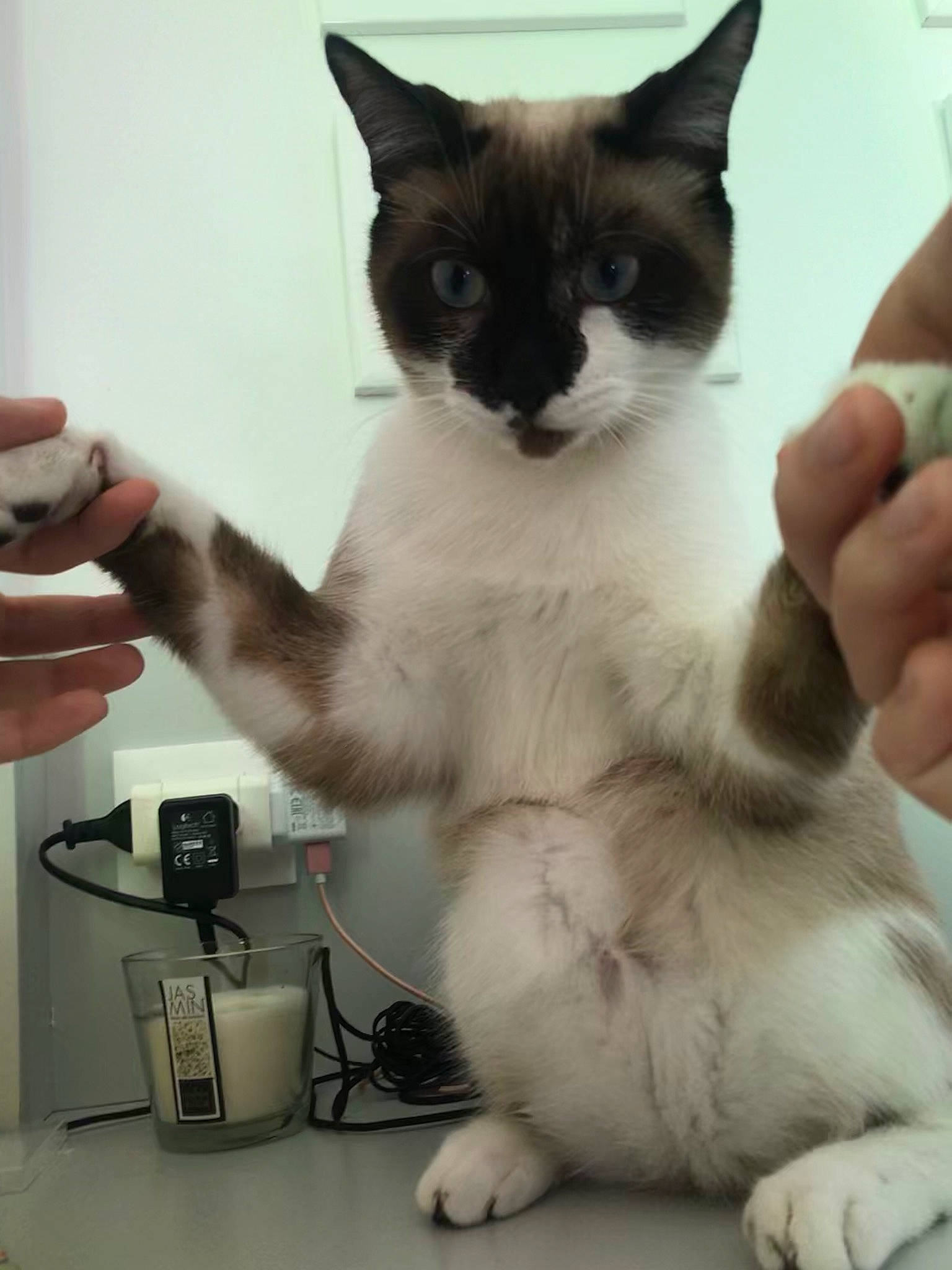 Balthazar participe au concours pour gagner de l'argent avec cette photo : balinese, birman, carnivore, cat, claw, domestic_short_haired_cat, felidae, himalayan, javanese, kitten, mammal, polydactyl_cat, ragdoll, siamese, small_to_medium_sized_cats, snout, snowshoe, thai, tonkinese, whiskers