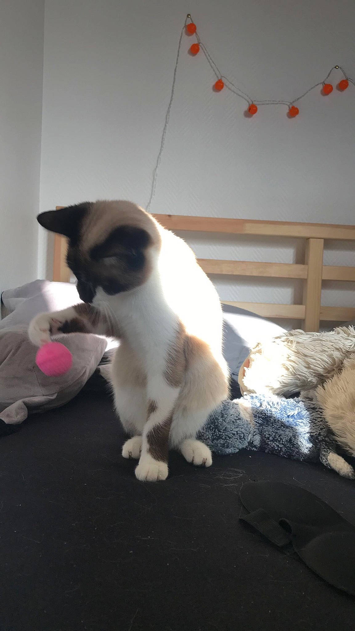 Balthazar participe au concours pour gagner de l'argent avec cette photo : birman, carnivore, cat, fawn, felidae, fur, japanese_bobtail, paw, small_to_medium_sized_cats, snowshoe, tail, whiskers