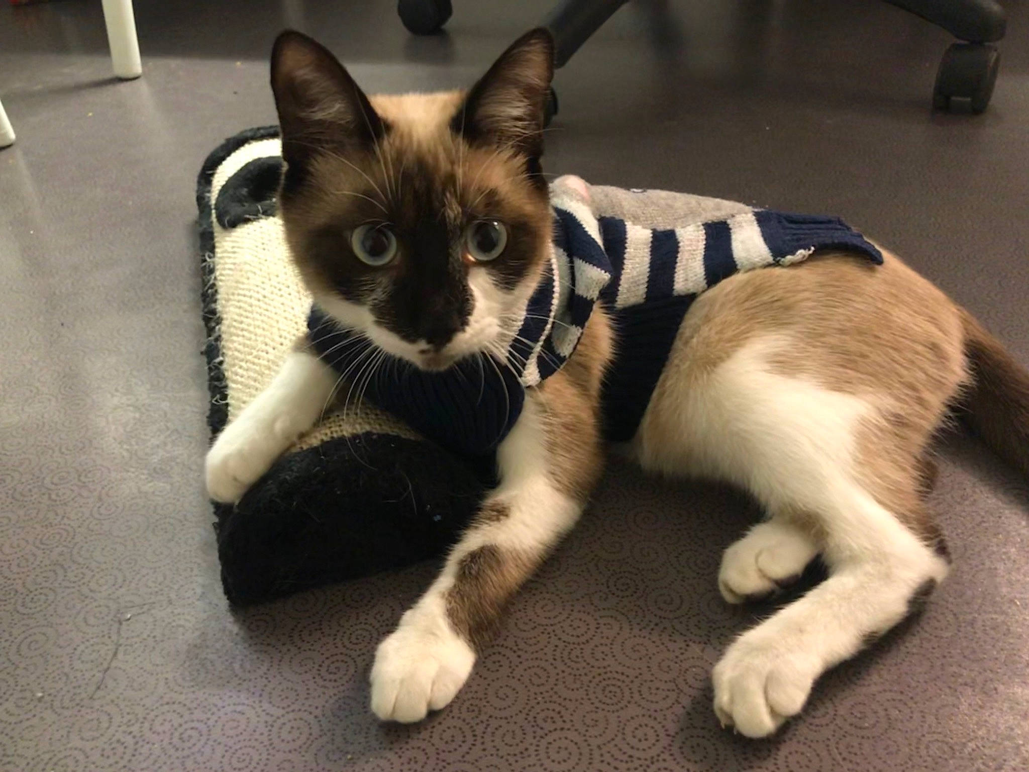 Balthazar a rejoint le concours — aidez-le/la à gagner de superbes lots ! asian, canidae, carnivore, cat, domestic_short_haired_cat, ear, fawn, felidae, fur, kitten, mammal, oriental_longhair, polydactyl_cat, small_to_medium_sized_cats, snout, snowshoe, tail, vertebrate, whiskers