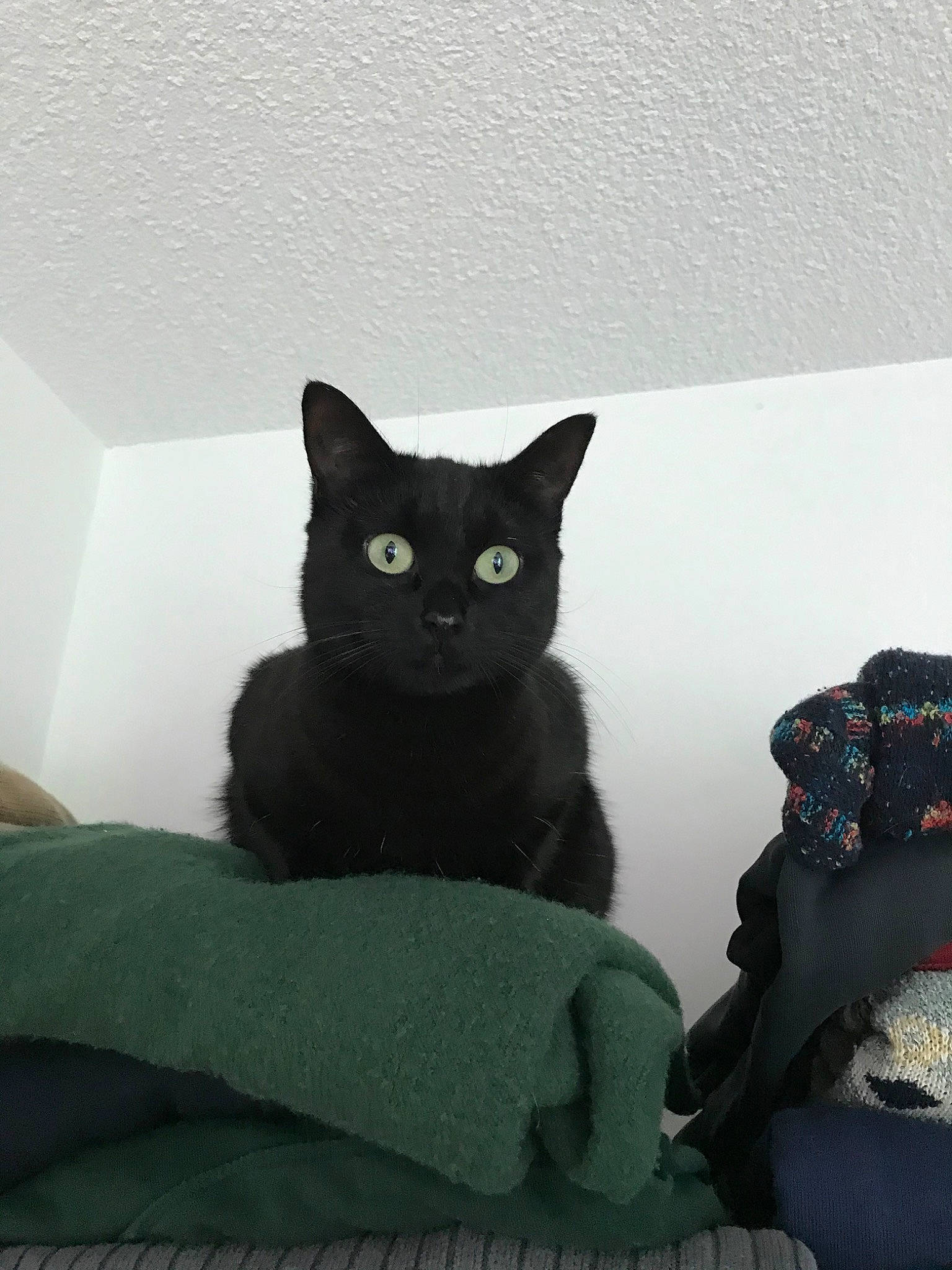 Calypso a rejoint le concours — aidez-le/la à gagner de superbes lots ! asian, black, black_cat, bombay, british_shorthair, carnivore, cat, domestic_short_haired_cat, felidae, kitten, korat, mammal, russian_blue, small_to_medium_sized_cats, whiskers