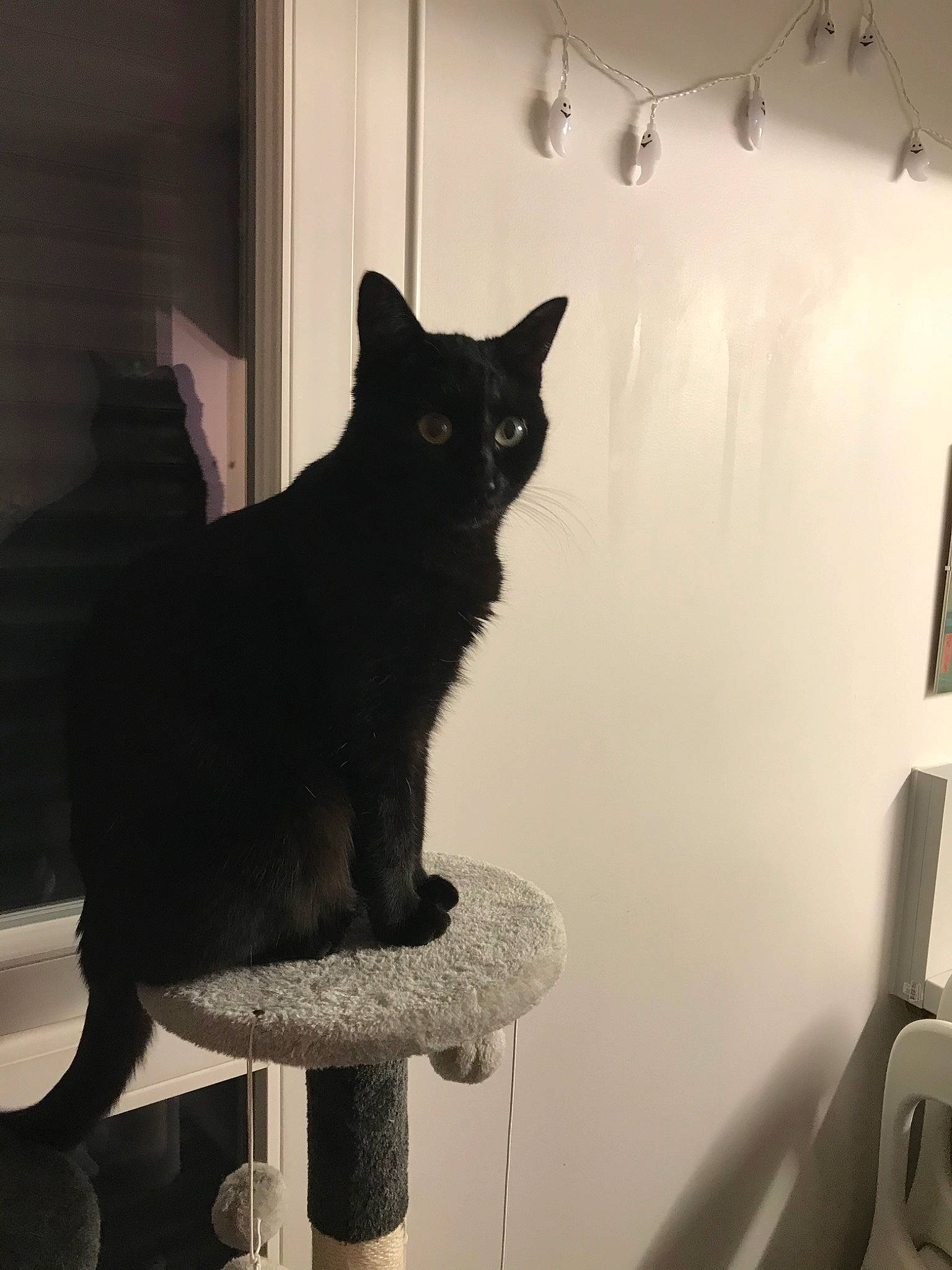 Calypso a rejoint le concours — aidez-le/la à gagner de superbes lots ! asian, black, black_and_white, black_cat, carnivore, cat, chartreux, domestic_short_haired_cat, european_shorthair, felidae, korat, polydactyl_cat, room, russian_blue, small_to_medium_sized_cats, tail, whiskers, window