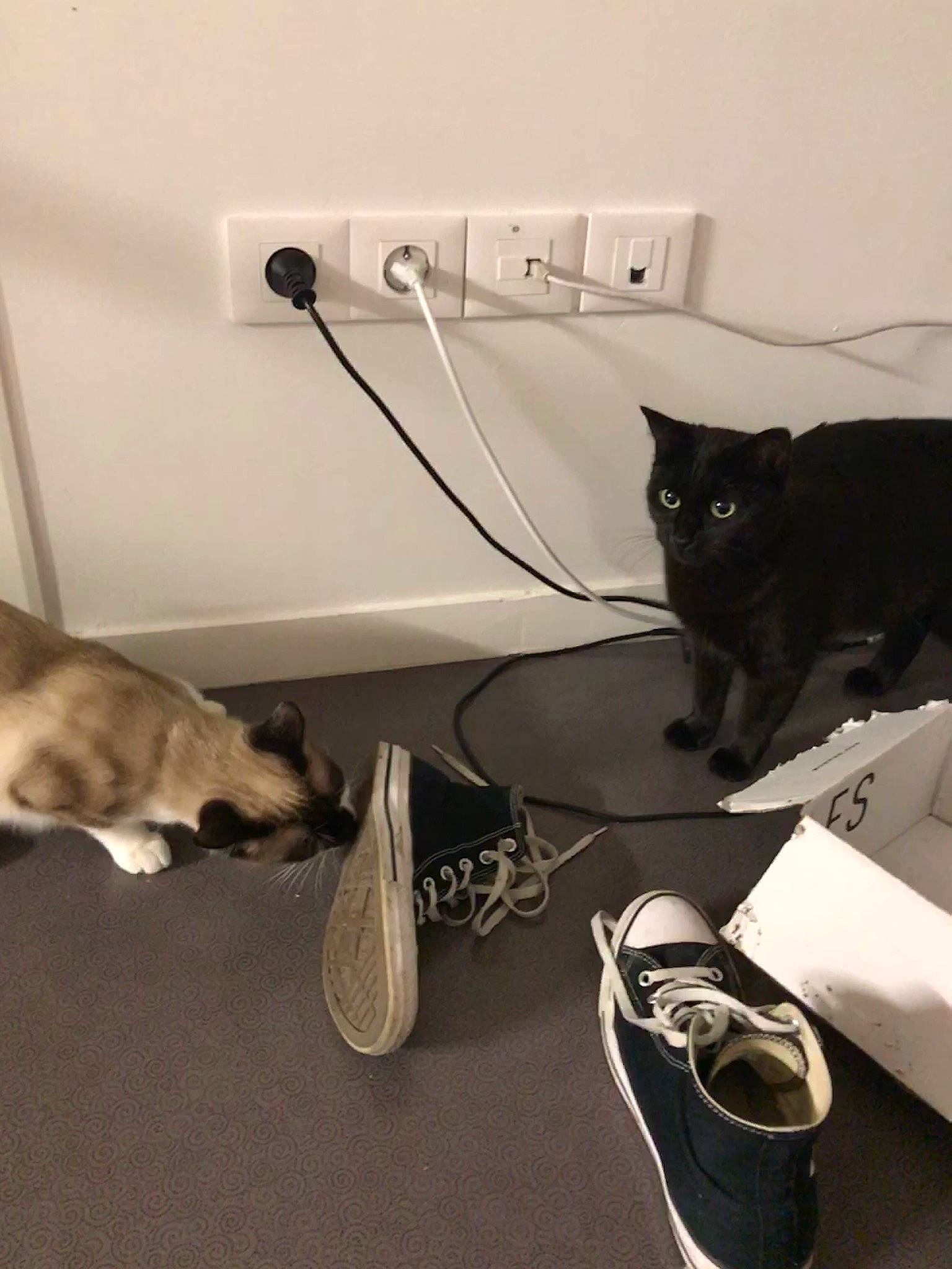 Calypso participe au concours pour gagner de l'argent avec cette photo : asian, carnivore, cat, domestic_short_haired_cat, european_shorthair, felidae, fur, kitten, room, shoe, small_to_medium_sized_cats, tail, whiskers