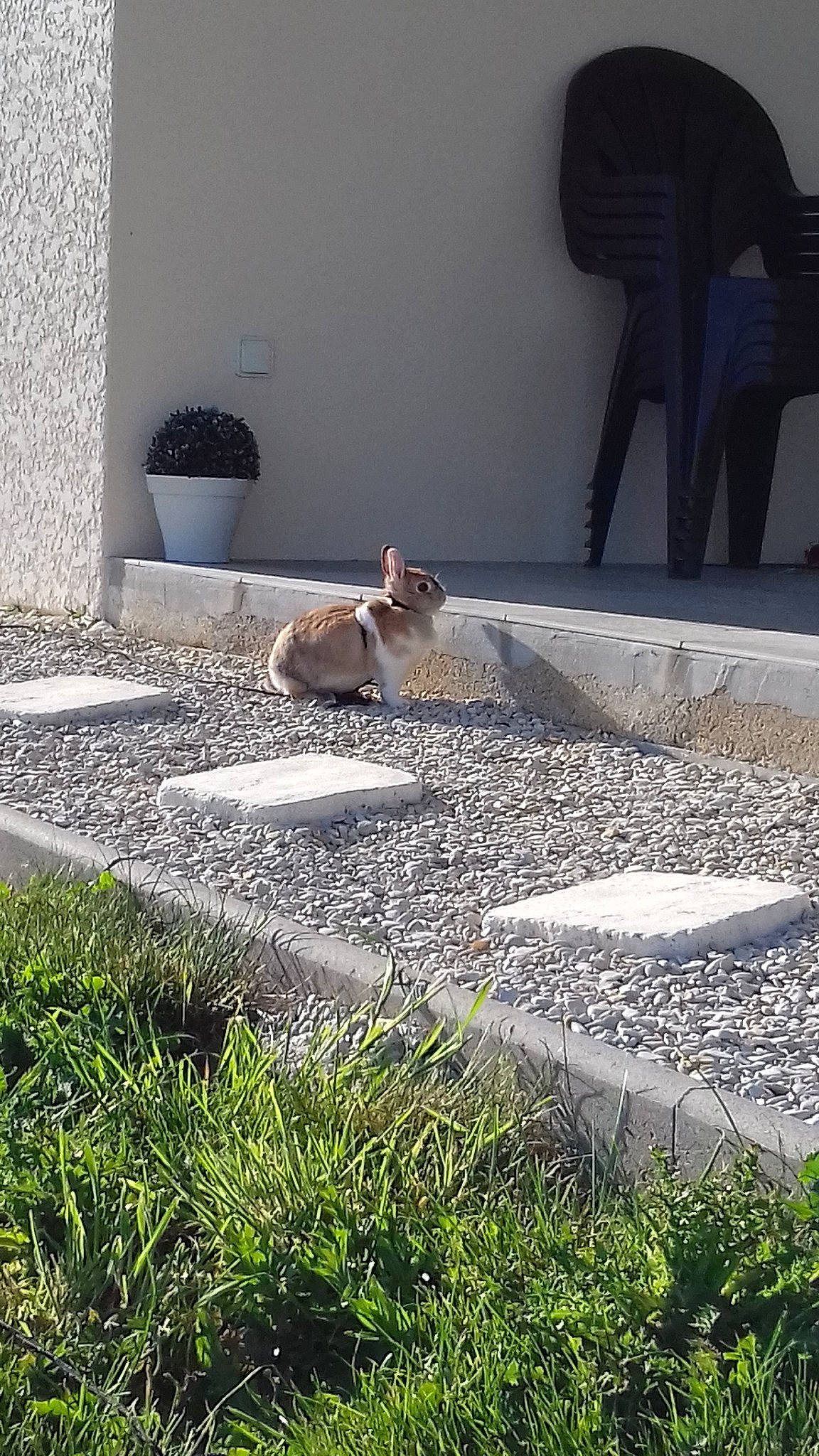 Fifie a rejoint le concours — aidez-le/la à gagner de superbes lots ! architecture, cement, cobblestone, concrete, curb, fawn, flagstone, floor, flooring, grass, landscaping, plant, road_surface, sidewalk, tile, walkway