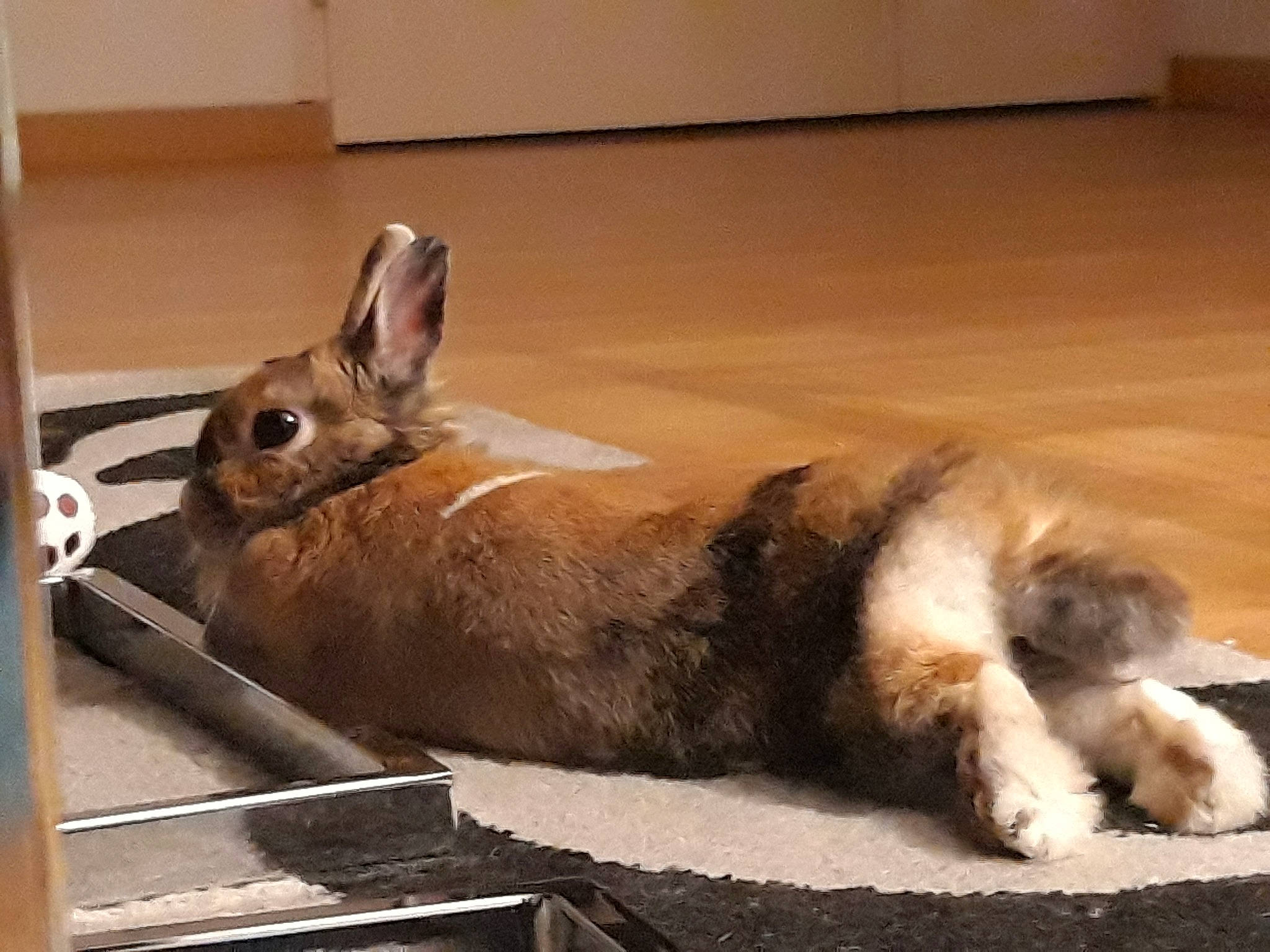 Fifie