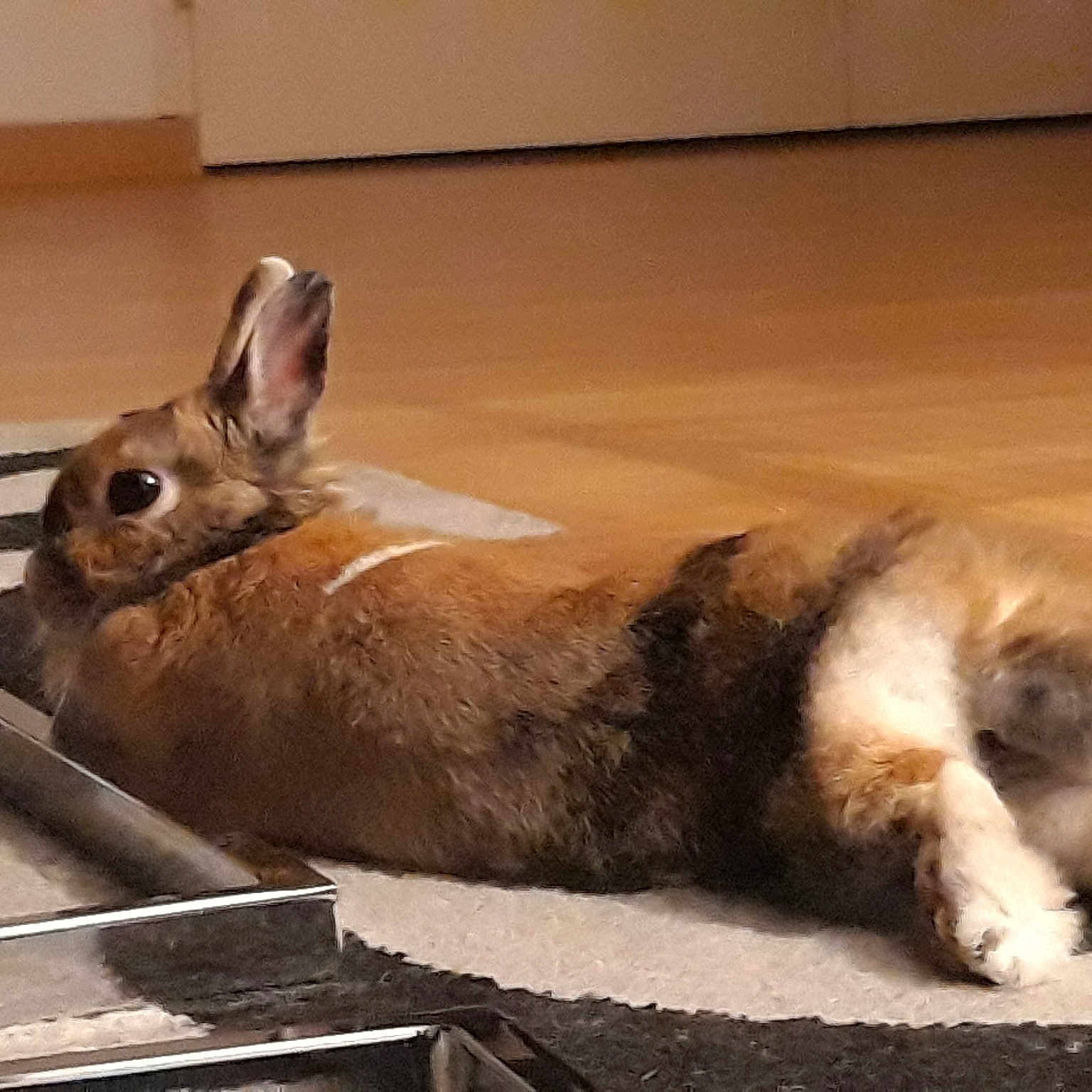 Fifie