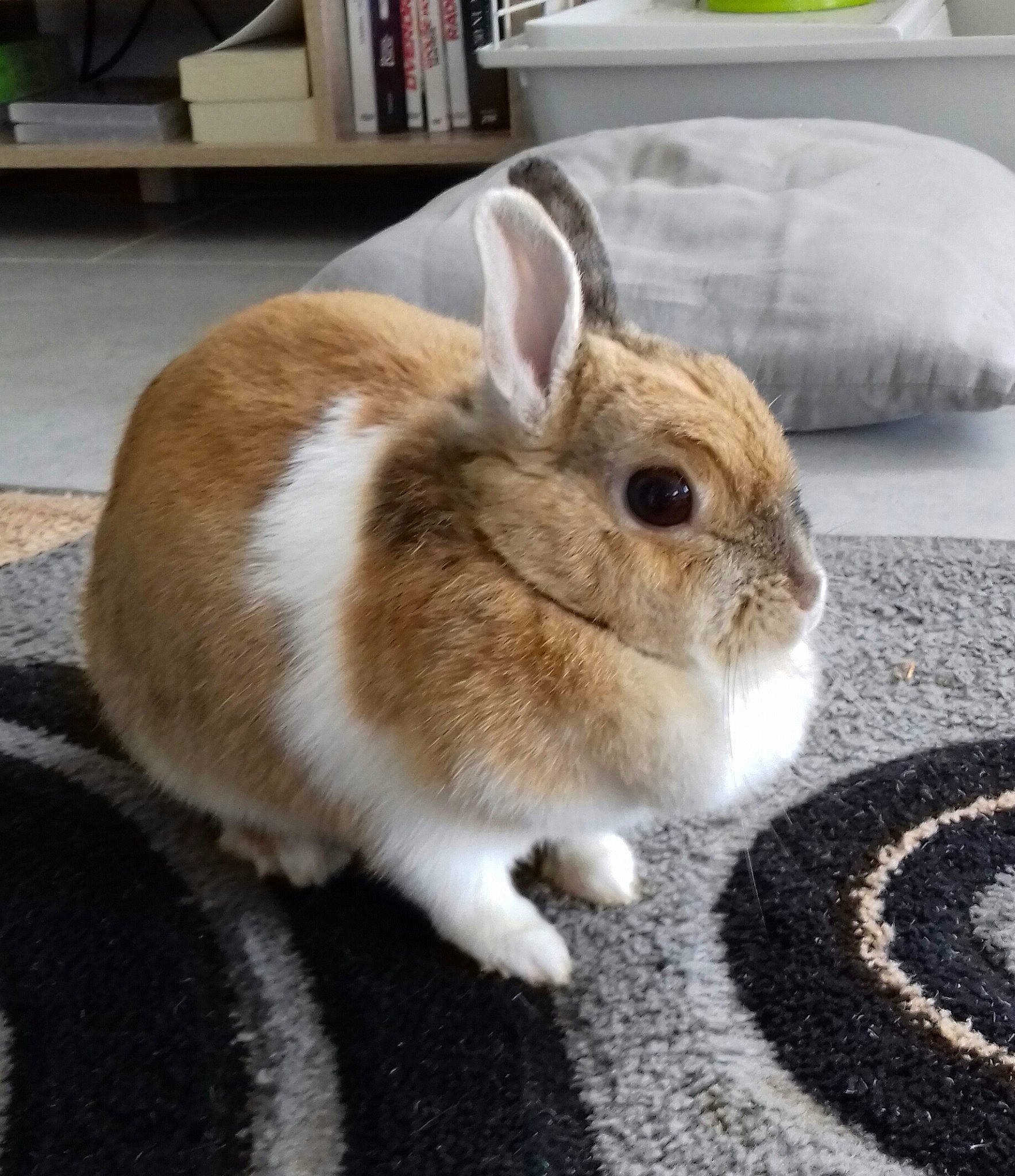 Fifie participe au concours pour gagner de l'argent avec cette photo : domestic_rabbit, ear, fawn, hare, mammal, rabbit, rabbits_and_hares, vertebrate, whiskers