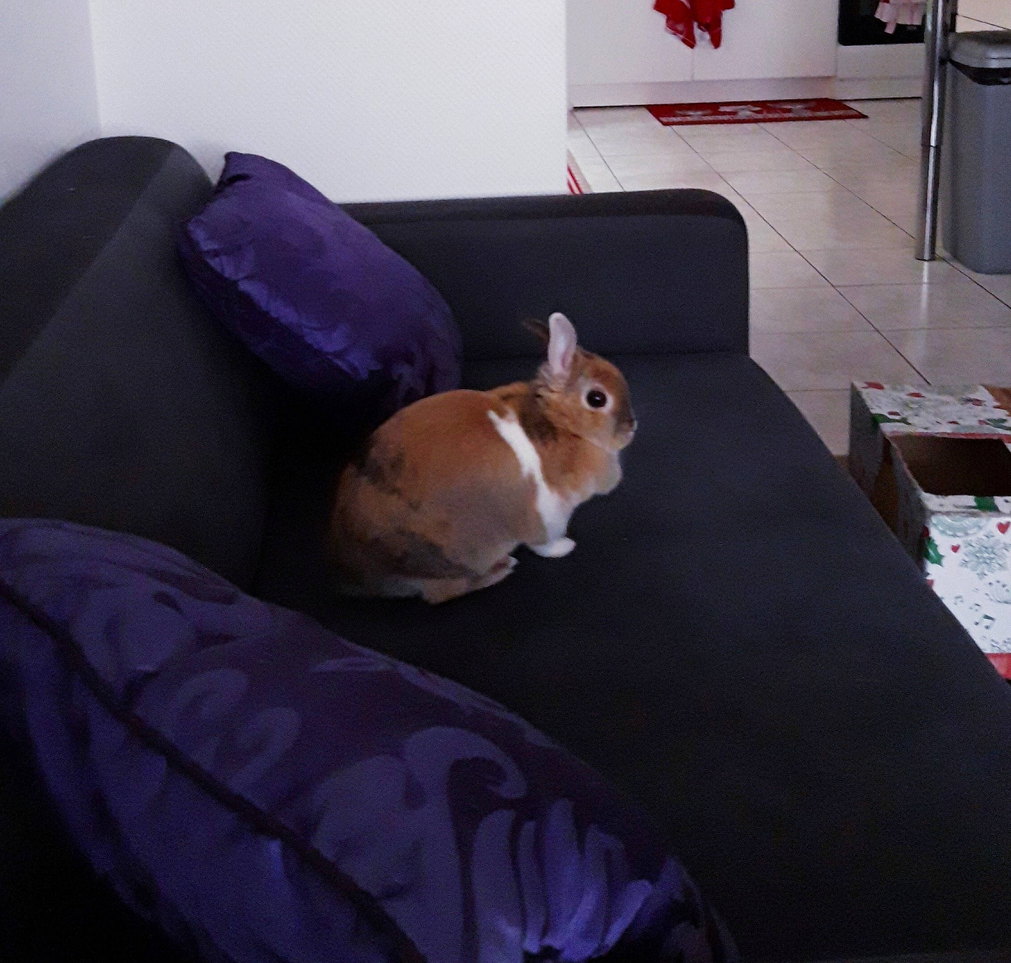 Fifie a rejoint le concours — aidez-le/la à gagner de superbes lots ! bed, bed_sheet, chair, comfort, couch, domestic_rabbit, fawn, fur, furniture, linens, purple, rabbit, rabbits_and_hares, rodent, room, skin, whiskers