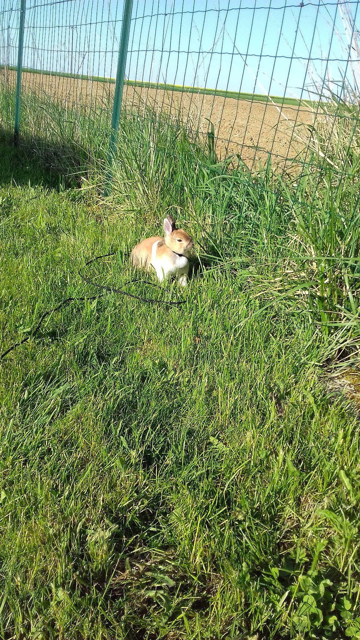 Fifie participe au concours pour gagner de l'argent avec cette photo : canidae, domestic_rabbit, fawn, fodder, grass, grass_family, grassland, hare, lawn, pasture, plant, rabbit, rabbits_and_hares