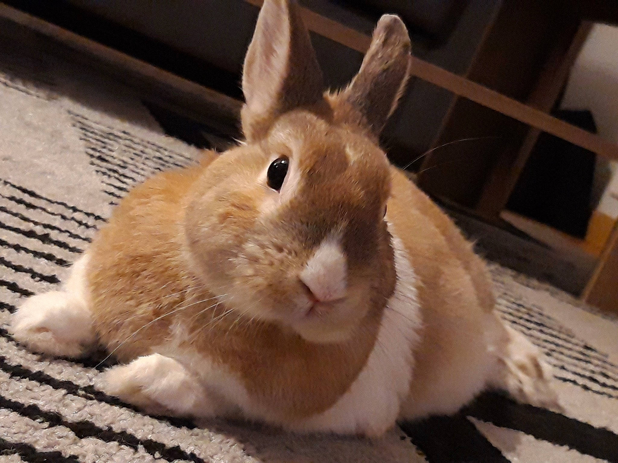 Benji