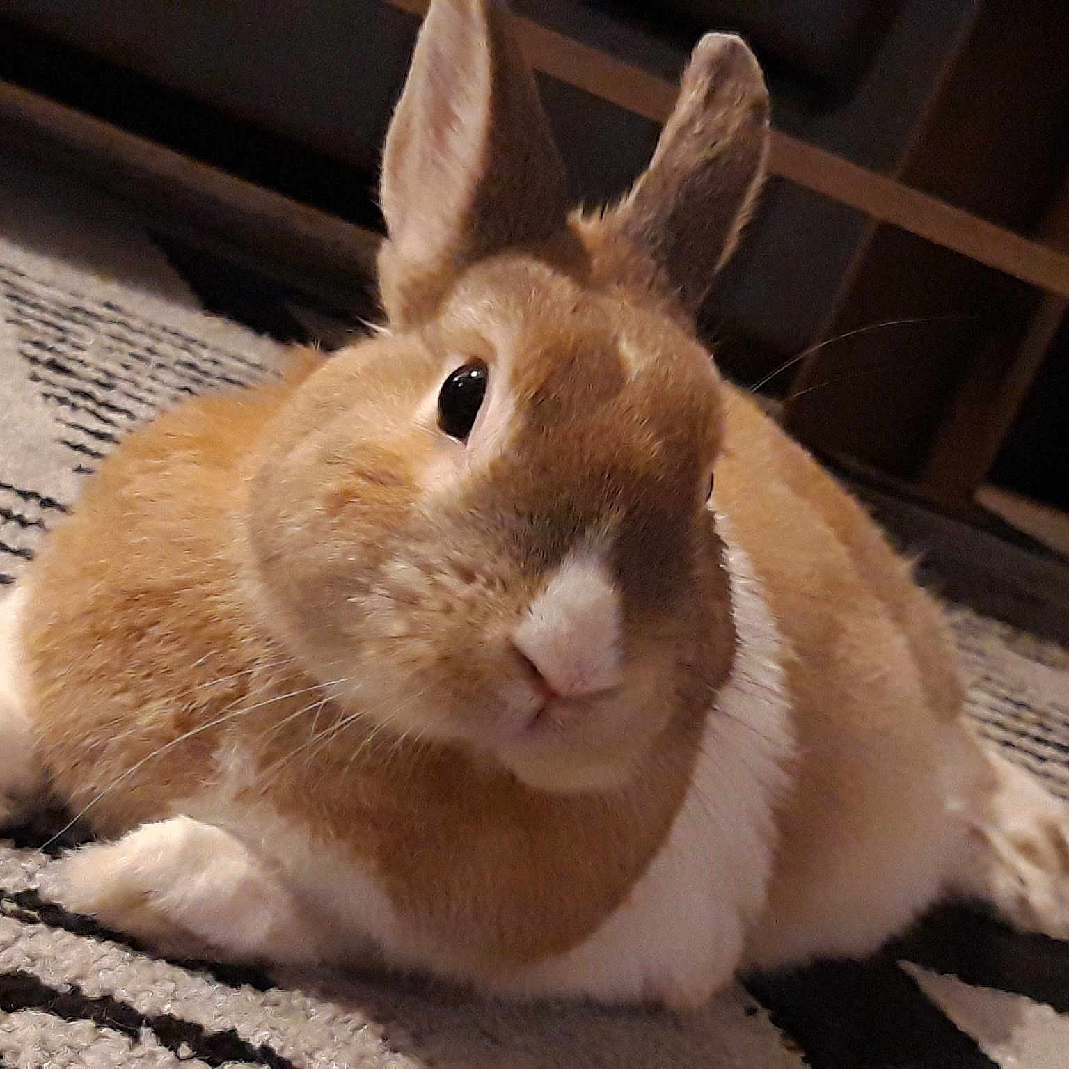Benji