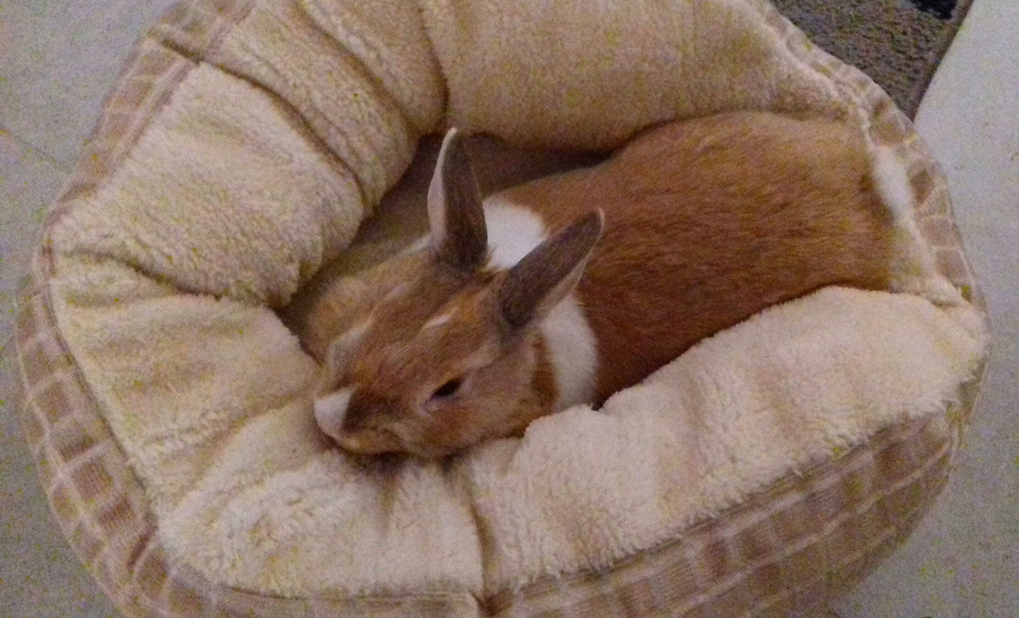 Benji a rejoint le concours — aidez-le/la à gagner de superbes lots ! beige, domestic_rabbit, fawn, hare, rabbit, rabbits_and_hares, whiskers