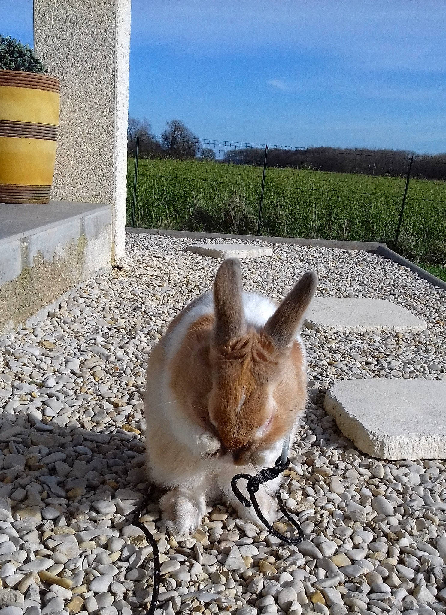 Benji participe au concours pour gagner de l'argent avec cette photo : domestic_rabbit, fawn, grass, hare, organism, plant, rabbit, rabbits_and_hares, snout, tail, vacation, whiskers, wildlife