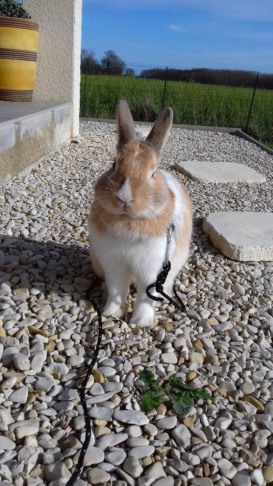 Benji participe au concours pour gagner de l'argent avec cette photo : audubons_cottontail, domestic_rabbit, fawn, gravel, hare, mountain_cottontail, rabbit, rabbits_and_hares, snowshoe_hare, tail, whiskers, wildlife, wood_rabbit