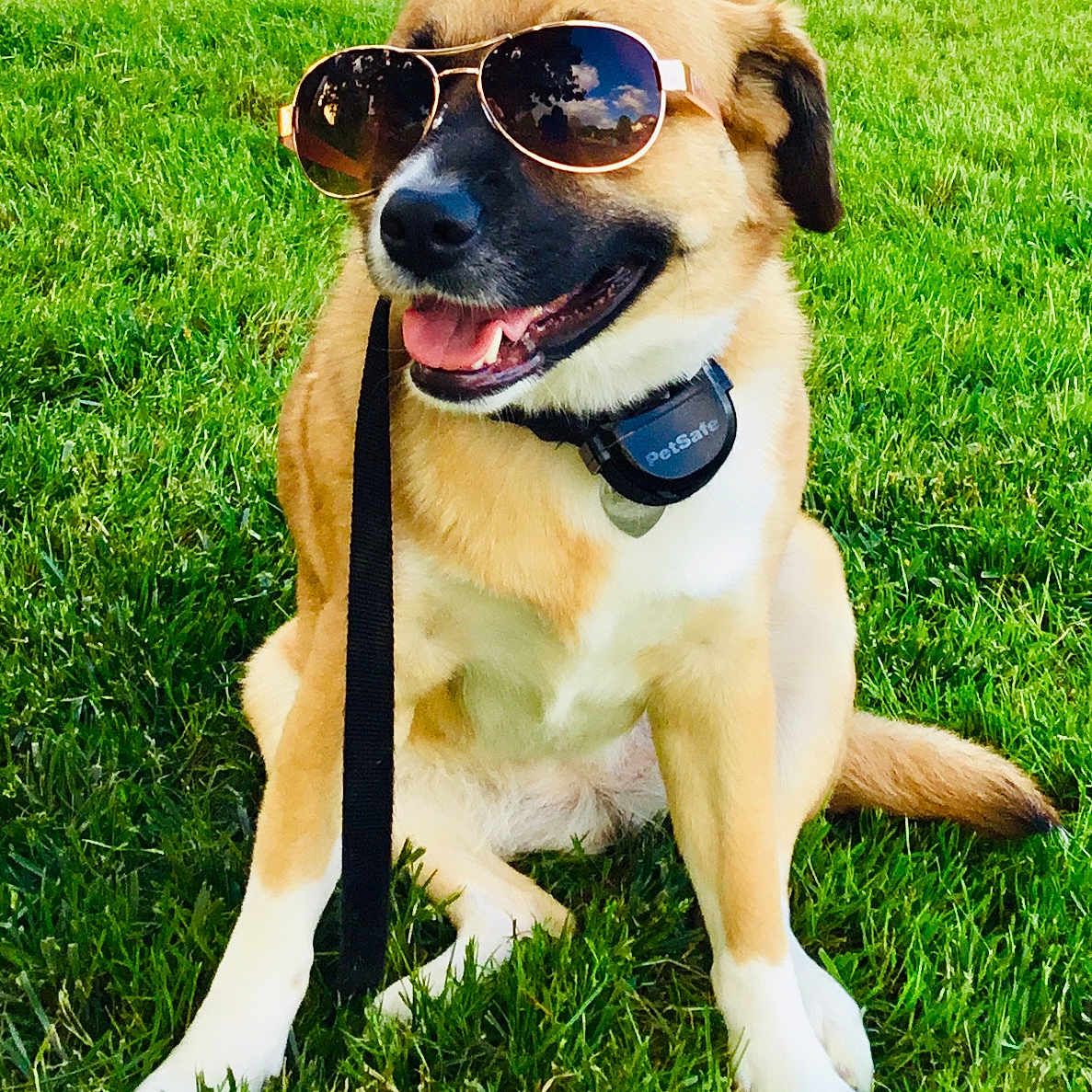 Mel is registered to the contest to win money with this photo: canidae, carnivore, companion_dog, dog, dog_breed, eyewear, fawn, glasses, grass, lawn, mammal, pug, puggle, snout, sporting_group, sunglasses