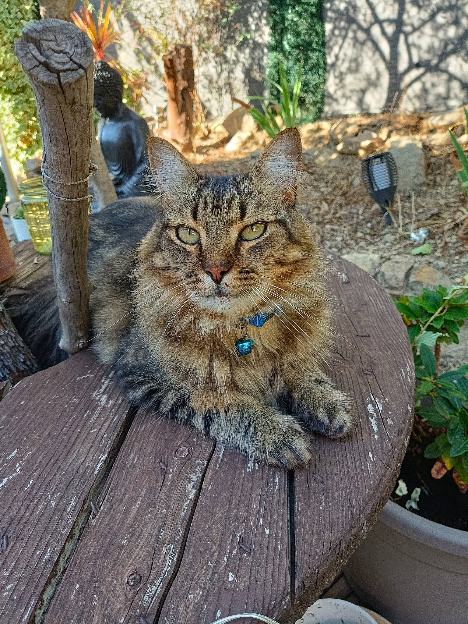 Tokyo a rejoint le concours — aidez-le/la à gagner de superbes lots ! carnivore, cat, claw, domestic_short_haired_cat, fawn, felidae, flowerpot, fur, grass, houseplant, plant, sitting, small_to_medium_sized_cats, tail, terrestrial_animal, tree, trunk, twig, whiskers, wood