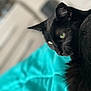 Minx joined the competition — help win amazing prizes! cat, black_cat, feline, pet, animal, portrait, close_up, green_eyes, whiskers, ear, fur, bed, blanket, turquoise, indoor, cozy, shallow_depth_of_field, focused_eyes, feline_profile, domestic_cat
