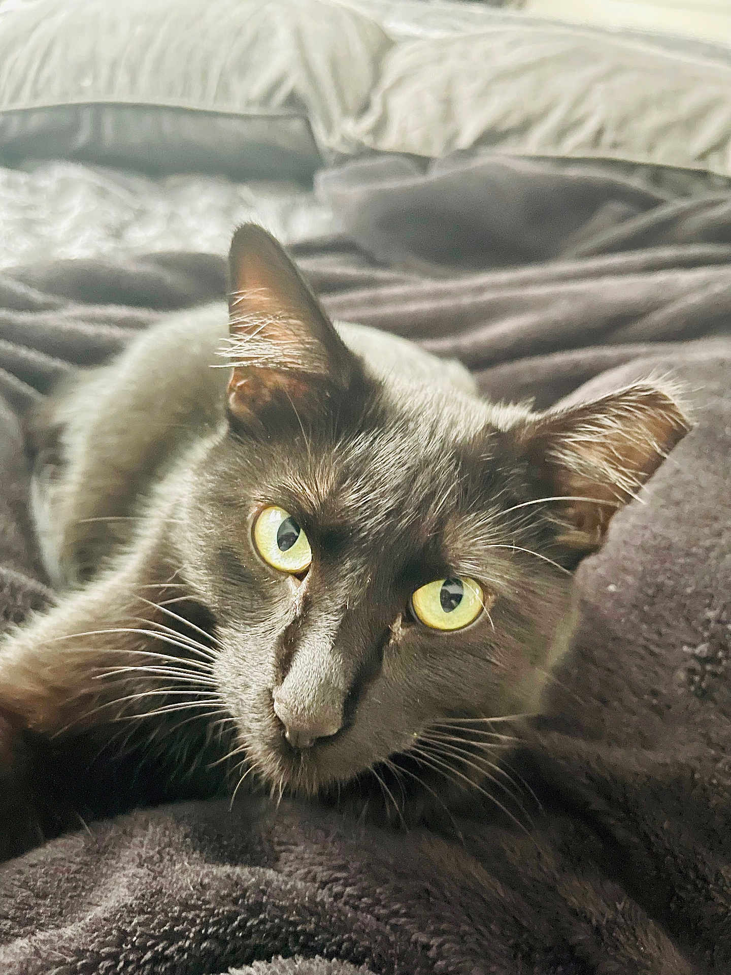Minx joined the competition — help win amazing prizes! cat, black_cat, feline, yellow_eyes, whiskers, fur, close_up, portrait, pet, bed, blanket, cozy, indoor, ears, nose, gaze, sleepy, relaxed, soft_texture, pillow