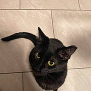 Minx joined the competition — help win amazing prizes! cat, black_cat, feline, pet, yellow_eyes, whiskers, ears, tail, tiled_floor, floor_tile, indoor, portrait, top_down_view, looking_up, close_up, fur, curious, shadow, domestic_animal, nose