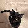 cat, black_cat, feline, pet, yellow_eyes, whiskers, ears, tail, tiled_floor, floor_tile, indoor, portrait, top_down_view, looking_up, close_up, fur, curious, shadow, domestic_animal, nose