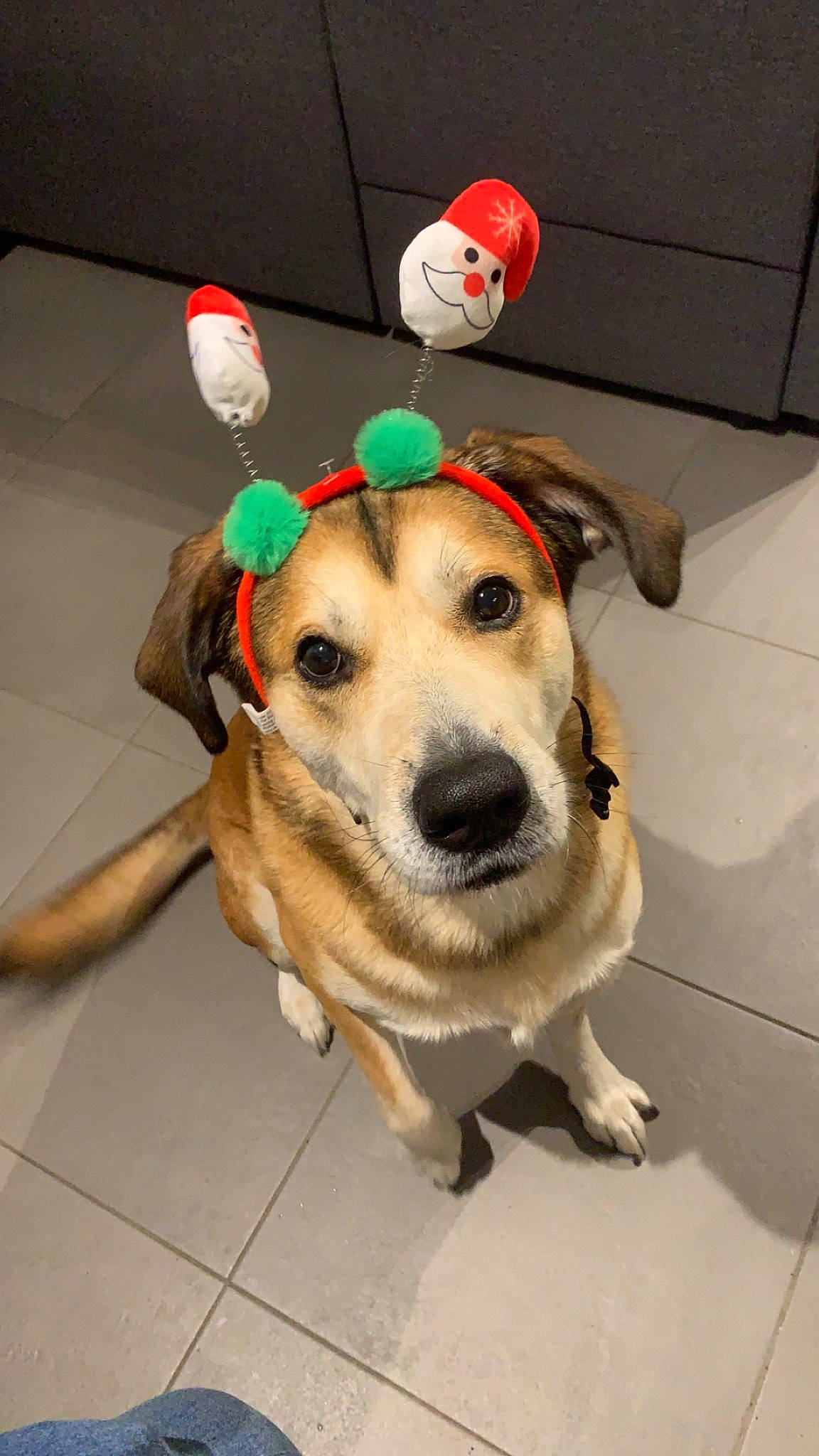 Noxe participe au concours pour gagner de l'argent avec cette photo : canidae, carmine, carnivore, collar, companion_dog, dog, dog_breed, dog_clothes, dog_collar, dog_supply, fashion_accessory, fawn, flooring, fur, leash, personal_protective_equipment, pet_supply, snout, sporting_group, working_animal