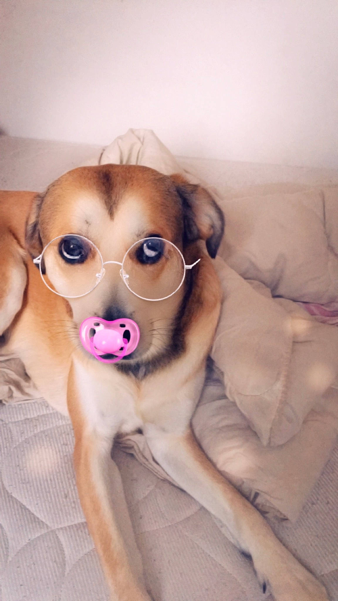 Noxe participe au concours pour gagner de l'argent avec cette photo : carnivore, comfort, companion_dog, dog, dog_breed, dog_supply, ear, eyewear, fawn, fur, glasses, goggles, liver, snout, sporting_group, sunglasses, toy_dog, vision_care, whiskers, working_animal