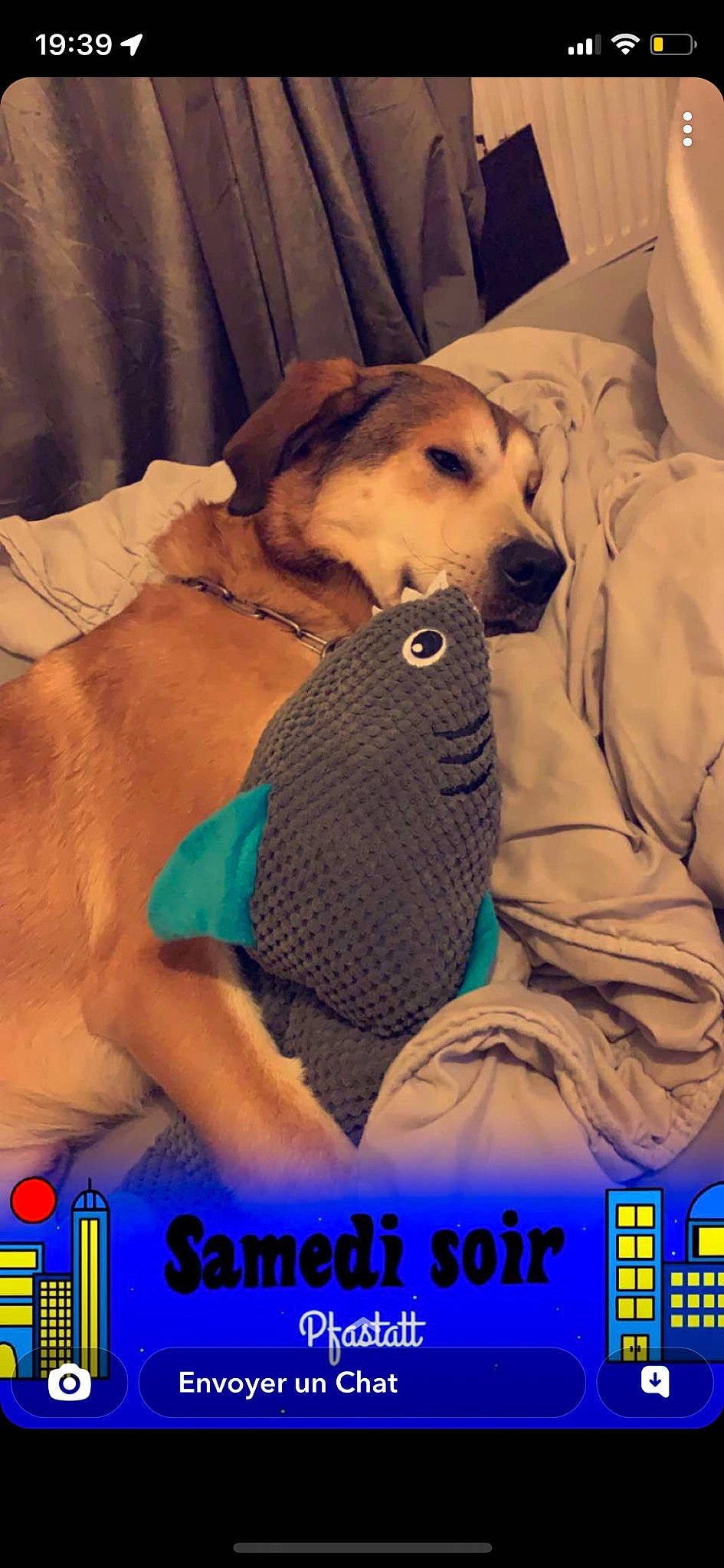 Noxe a rejoint le concours — aidez-le/la à gagner de superbes lots ! abdomen, bedtime, canidae, carnivore, comfort, companion_dog, dog, dog_breed, dog_supply, fawn, font, fur, linens, logo, photo_caption, plush, selfie, sporting_group, stuffed_toy, toy_dog