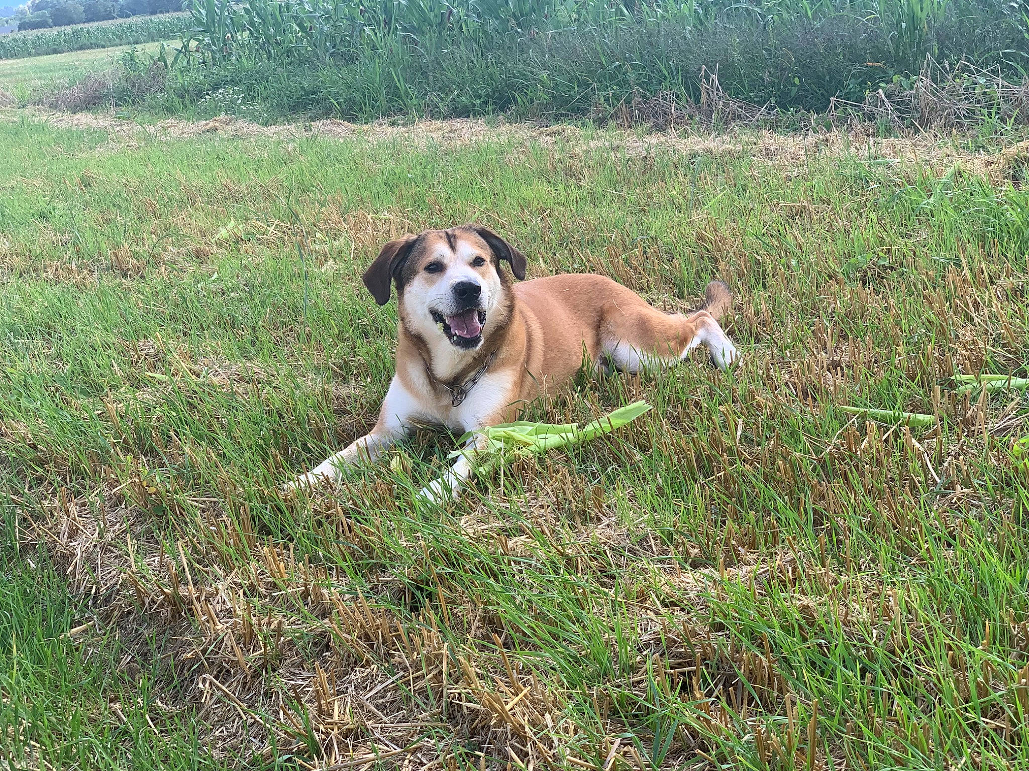 Noxe a rejoint le concours — aidez-le/la à gagner de superbes lots ! beaglier, carnivore, collar, companion_dog, dog, dog_breed, dog_collar, dog_supply, fawn, grass, grassland, landscape, pasture, plant, sporting_group, tail, terrestrial_animal, tree, working_animal, working_dog