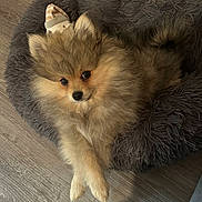 Sky participe au concours pour gagner de l'argent avec cette photo : adorable, animal, companion, cozy, crossed_paws, cute, dog, domestic_animal, fluffy, fur, indoors, lying_down, pet, pet_bed, pomeranian, puppy, resting, small_dog, toy, wooden_floor