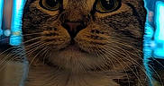 Chloe joined the competition — help win amazing prizes! animal, background, blue, cat, close_up, cute, domestic_animal, ears, face, feline, focus, fur, indoor, looking, mammal, pet, portrait, tabby, whiskers, yellow_eyes
