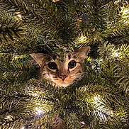Chloe joined the competition — help win amazing prizes! animal, branch, cat, christmas_tree, closeup, curious, cute, decor, eyes, face, feline, festive, fur, greenery, holiday, indoor, lights, nature, pet, whiskers