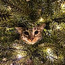 animal, branch, cat, christmas_tree, closeup, curious, cute, decor, eyes, face, feline, festive, fur, greenery, holiday, indoor, lights, nature, pet, whiskers